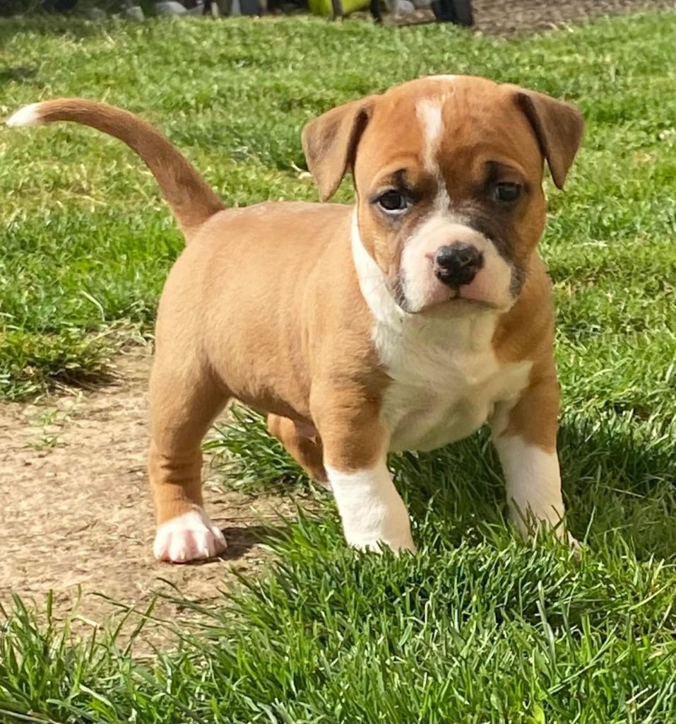 Chiot American Staffordshire Terrier Du Domaine D'Harcourt